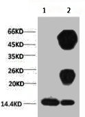 1) Input: Hela Cell Lysate 2) IP product: IP dilute 1:200