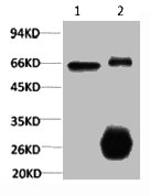 1) Input: Hela Cell Lysate 2) IP product: IP dilute 1:200 1) Input: Hela Cell Lysate 2) IP product: IP dilute 1:200