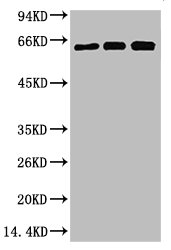 Western blot analysis of 1) Hela, 2) Rat Heart Tissue, 3) Mouse Spleen Tissue, diluted at 1:2000.