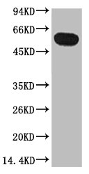 Western blot analysis of Zebrafish skeletal muscle, diluted at 1:5000. Western blot analysis of Zebrafish skeletal muscle, diluted at 1:5000.