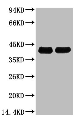Western blot analysis of Arabidopsis, diluted at 1) 1:5000 2) 1:10000