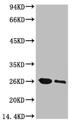 Western blot analysis of GFP transfected Hela, diluted at 1) 1:5000 2) 1:10000