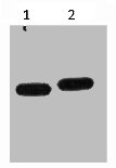 Western blot analysis of mCherry recombinant protein, diluted at 1) 1:5000 2) 1:10000