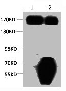 1}Input: Hela Cell Lysate 2}IP product: IP dilute 1:200 Western blot analysis: primary antibody : 1:1,000 Secondary antibody: Goat anti-Mouse IgG, Heavy Chain Specific(S003), 1:5,000