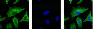 IF analysis of Hela with antibody (Left) and DAPI (Right) diluted at 1:100.