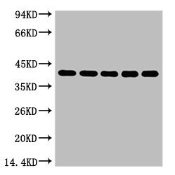 Western blot analysis of 1) 293T, 2) Hela, 3) HepG2, 4) Mouse Brain tissue,