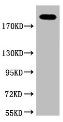 Western blot analysis of Hela, diluted at 1:2000.