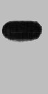 Western blot analysis of His-MBP-HA recombinant protein, diluted at 1:10000.