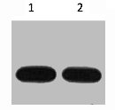 Western blot analysis of Avi-Recombinant protein, diluted at 1) 1:5000 2) 1:10000 Western blot analysis of Avi-Recombinant protein, diluted at 1) 1:5000 2) 1:10000