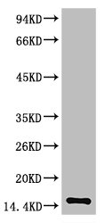 Western blot analysis of Human Serum using TTR Mouse mAb diluted at 1:2000