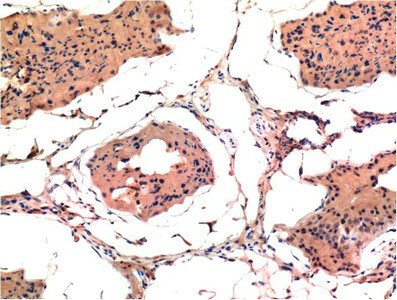Immunohistochemical analysis of paraffin-embedded Rat Testis Tissue using Bax Mouse mAb diluted at 1:200.
