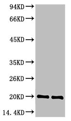 Western blot analysis of 1) Hela Cell Lysate, 2) C2C12 Cell Lysate, 3) PC12 Cell Lysate using Bax Mouse mAb diluted at 1:1000.