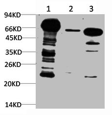 Western blot analysis of 1) Hela Cell Lysate, 2) 3T3 Cell Lysate, 3) Rat Brain Tissue Lysate using Ubiquitin Mouse mAb diluted at 1:1000.
