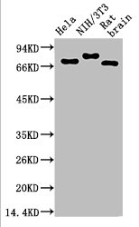 Western blot analysis of 1) Hela Cell Lysate, 2) 3T3 Cell Lysate, 3) Rat Brain Tissue Lysate using Ubiquitin Mouse mAb diluted at 1:1000.