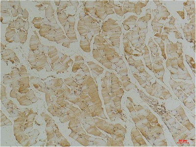 Immunohistochemical analysis of paraffin-embedded Mouse Skeletal Muscle Tissue using Desmin (mAb diluted at 1:200.