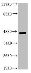 Western Blot analysis of HepG2 cells using Acrosin Polyclonal Antibody