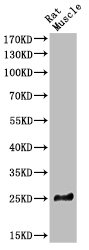 Western Blot analysis of RAT-MUSLE cells using BID Polyclonal Antibody Western Blot analysis of RAT-MUSLE cells using BID Polyclonal Antibody