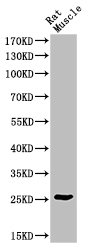 Western Blot analysis of RAT-MUSCLE cells using BID Polyclonal Antibody
