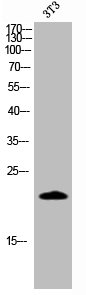 Western Blot analysis of 3T3 cells using Cleaved-Caspase-4 p20 (Q81) Polyclonal Antibody Western Blot analysis of 3T3 cells using Cleaved-Caspase-4 p20 (Q81) Polyclonal Antibody