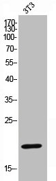 Western Blot analysis of NIH-3T3 cells using Cleaved-Caspase-4 p20 (Q81) Polyclonal Antibody