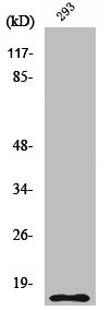 Western Blot analysis of 293 cells using Cleaved-Caspase-5 p10 (S331) Polyclonal Antibody Western Blot analysis of 293 cells using Cleaved-Caspase-5 p10 (S331) Polyclonal Antibody