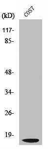 Western Blot analysis of COS7 cells using Cleaved-Cathepsin D LC (G65) Polyclonal Antibody Western Blot analysis of COS7 cells using Cleaved-Cathepsin D LC (G65) Polyclonal Antibody