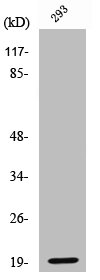 Western Blot analysis of 293 cells using Cleaved-Bad (D71) Polyclonal Antibody Western Blot analysis of 293 cells using Cleaved-Bad (D71) Polyclonal Antibody