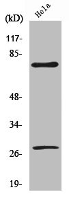 Western Blot analysis of HeLa cells using Cleaved-Lamin A (D230) Polyclonal Antibody Western Blot analysis of HeLa cells using Cleaved-Lamin A (D230) Polyclonal Antibody