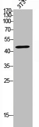 Western Blot analysis of NIH-3T3 cells using Cleaved-MMP-10 (F99) Polyclonal Antibody