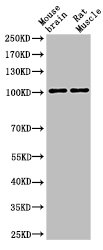 Western Blot analysis of MOUSE-BRAIN RAT-MUSCLE cells using Cleaved-Notch 1 (V1754) Polyclonal Antibody