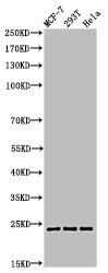 Western Blot analysis of MCF7 293T HELA cells using Cleaved-PARP-1 (D214) Polyclonal Antibody
