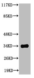 Western Blotting(WB) 1- CASP6 Antibody