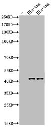 Western Blot analysis of His-Tag protein cells using His-tag Polyclonal Antibody