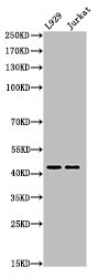 Western Blot analysis of L929Jurkat cells using Acetyl-E2F-4 (K96) Polyclonal Antibody