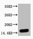 Western blot analysis of Hela, diluted at 1:2000. Western blot analysis of Hela, diluted at 1:2000.