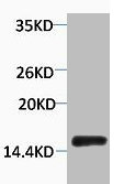 Western blot analysis of extracts from Hela cells, 1:2000. Western blot analysis of extracts from Hela cells, 1:2000.