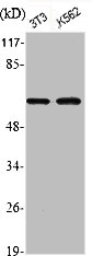 Western Blot analysis of NIH-3T3 K562 cells using Phospho-Akt1 (S246) Polyclonal Antibody