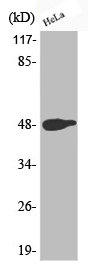 Western Blotting(WB) 1- Phospho-JUN (T239) Antibody