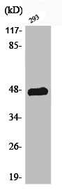 Western Blotting(WB) 1- Phospho-JUN (T93) Antibody
