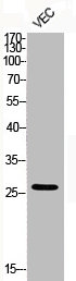 Western Blot analysis of VEC cells using Phospho-Bcl-2 (S70) Polyclonal Antibody