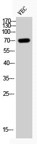 Western Blot analysis of VEC cells using Phospho-Cdc25B (S323) Polyclonal Antibody