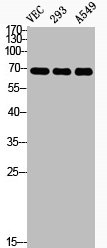 Western Blot analysis of VEC 293 A549 cells using Phospho-Cdc25B (S323) Polyclonal Antibody