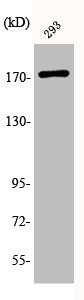 Western Blot analysis of 293 cells using Phospho-EGFR (T693) Polyclonal Antibody Western Blot analysis of 293 cells using Phospho-EGFR (T693) Polyclonal Antibody