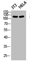 Western blot analysis of 3T3 HELA lysis using Phospho-FAK (Y861) antibody.