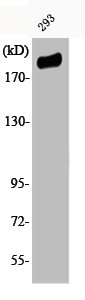 Western Blot analysis of 293 cells using Phospho-IRS-1 (S307) Polyclonal Antibody Western Blot analysis of 293 cells using Phospho-IRS-1 (S307) Polyclonal Antibody
