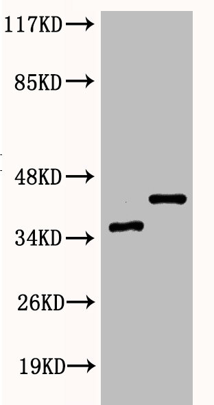 Western Blot analysis of various cells using Phospho-IkappaB-alpha (S32/S36) Polyclonal Antibody