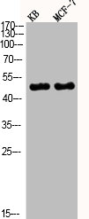 Western Blot analysis of KB MCF7 cells using Phospho-JNK1/2/3 (T183/Y185) Polyclonal Antibody