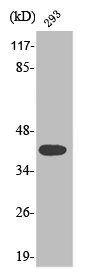 Western Blot analysis of 293 cells using Phospho-MEK-4 (S80) Polyclonal Antibody