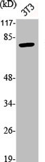 Western Blot analysis of NIH-3T3 cells using Phospho-p73 (Y99) Polyclonal Antibody