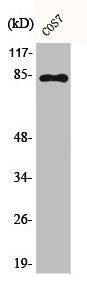 Western Blot analysis of COS7 cells using Phospho-Stat1 (Y701) Polyclonal Antibody Western Blot analysis of COS7 cells using Phospho-Stat1 (Y701) Polyclonal Antibody